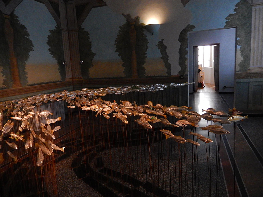 museo-di-storia-innaturale-sala-xiii-pesci-e-anfibi-02-900px