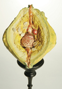 Cucurbita Ornamentalis Praeditus Membrum